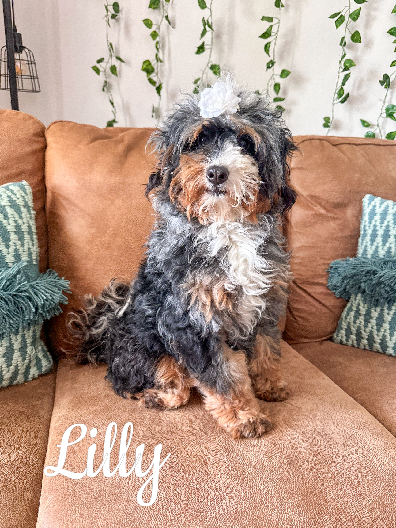 Lilly