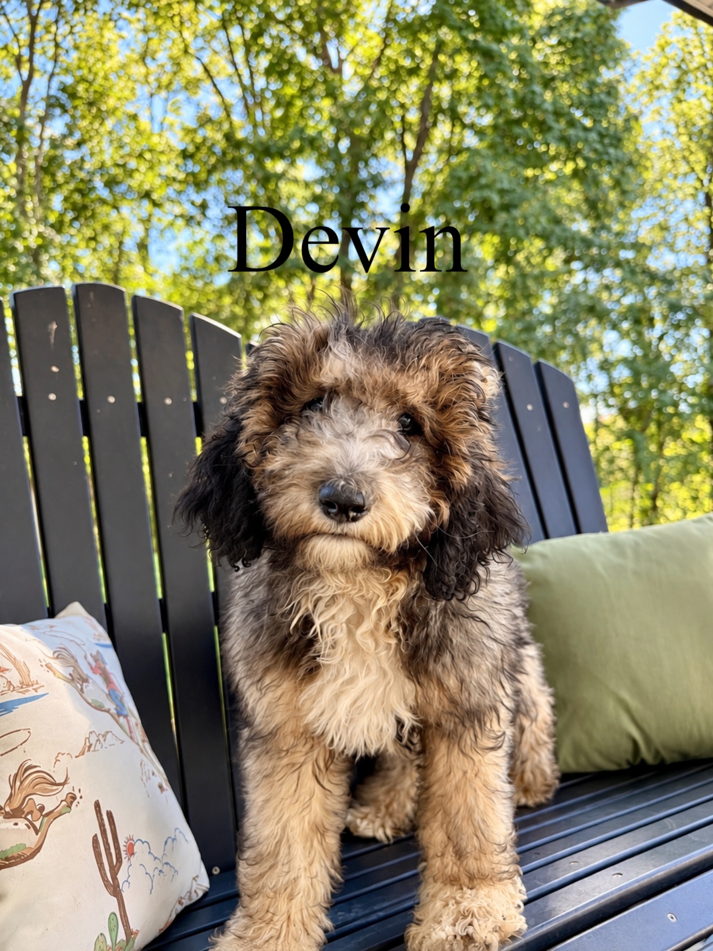 Standard F1b Bernedoodles (Dora)