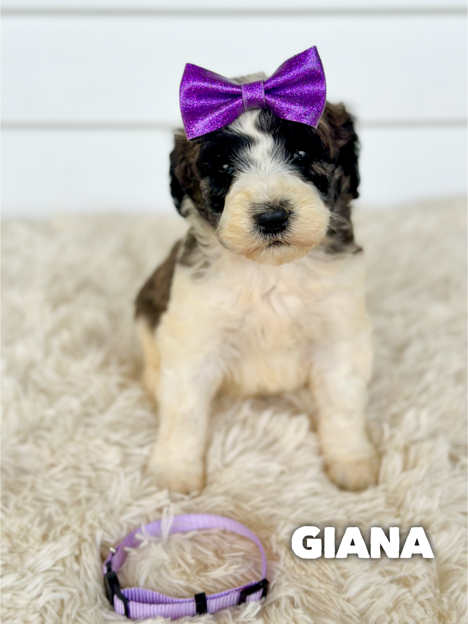 Saint Berdoodles — Gracie