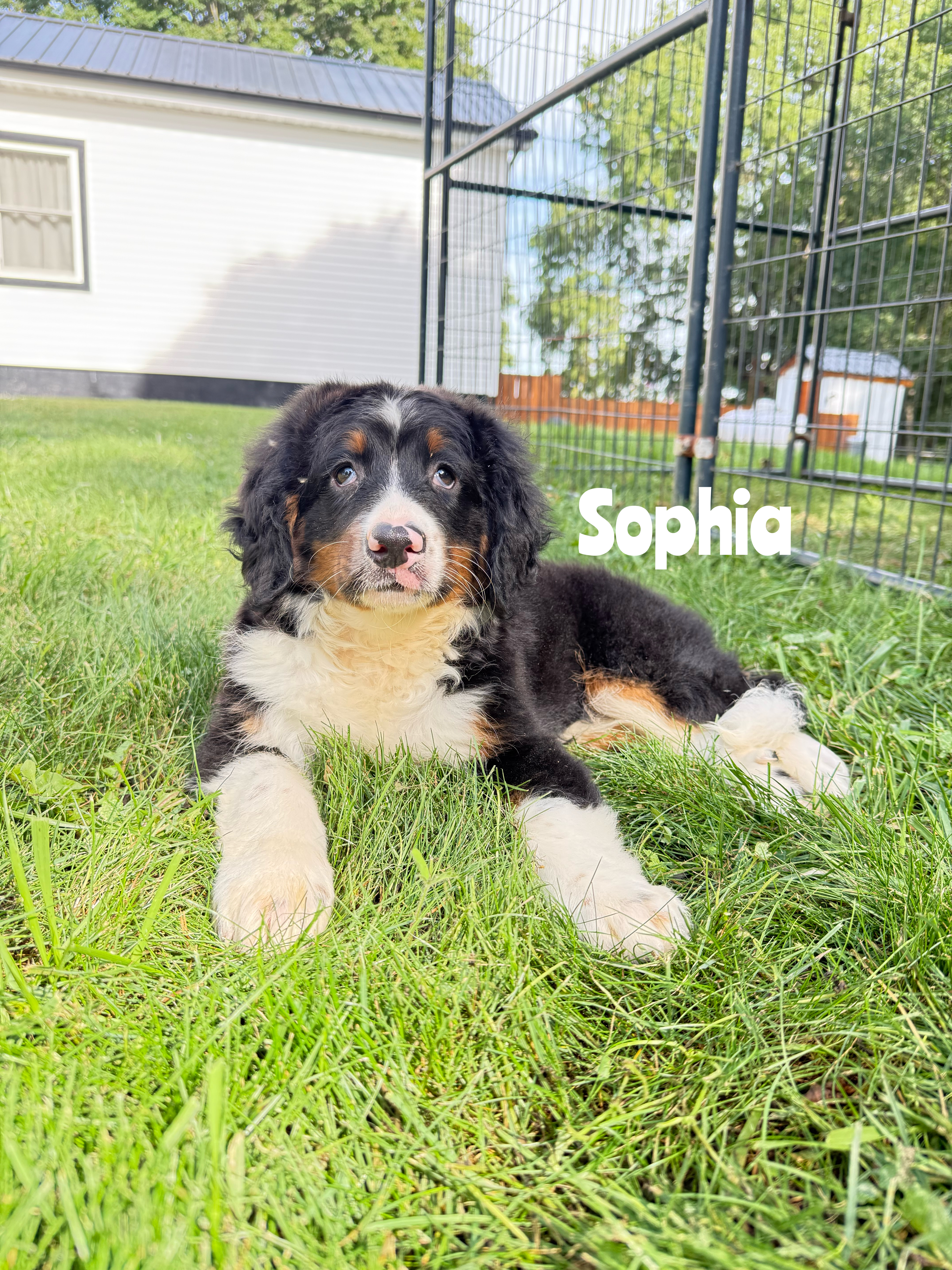 Mini F2 Bernedoodles (Sky)