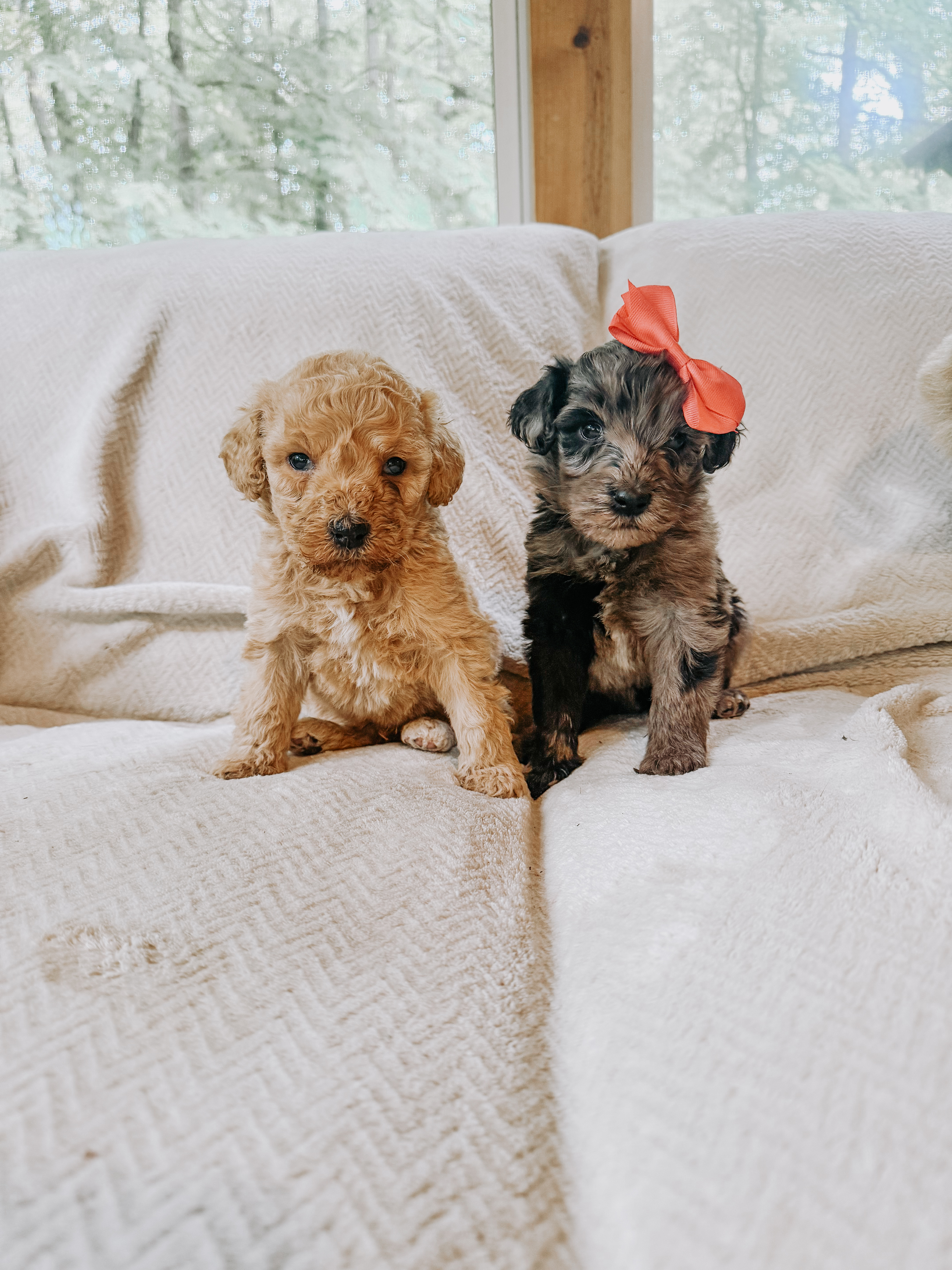 Standard F1b Goldendoodles