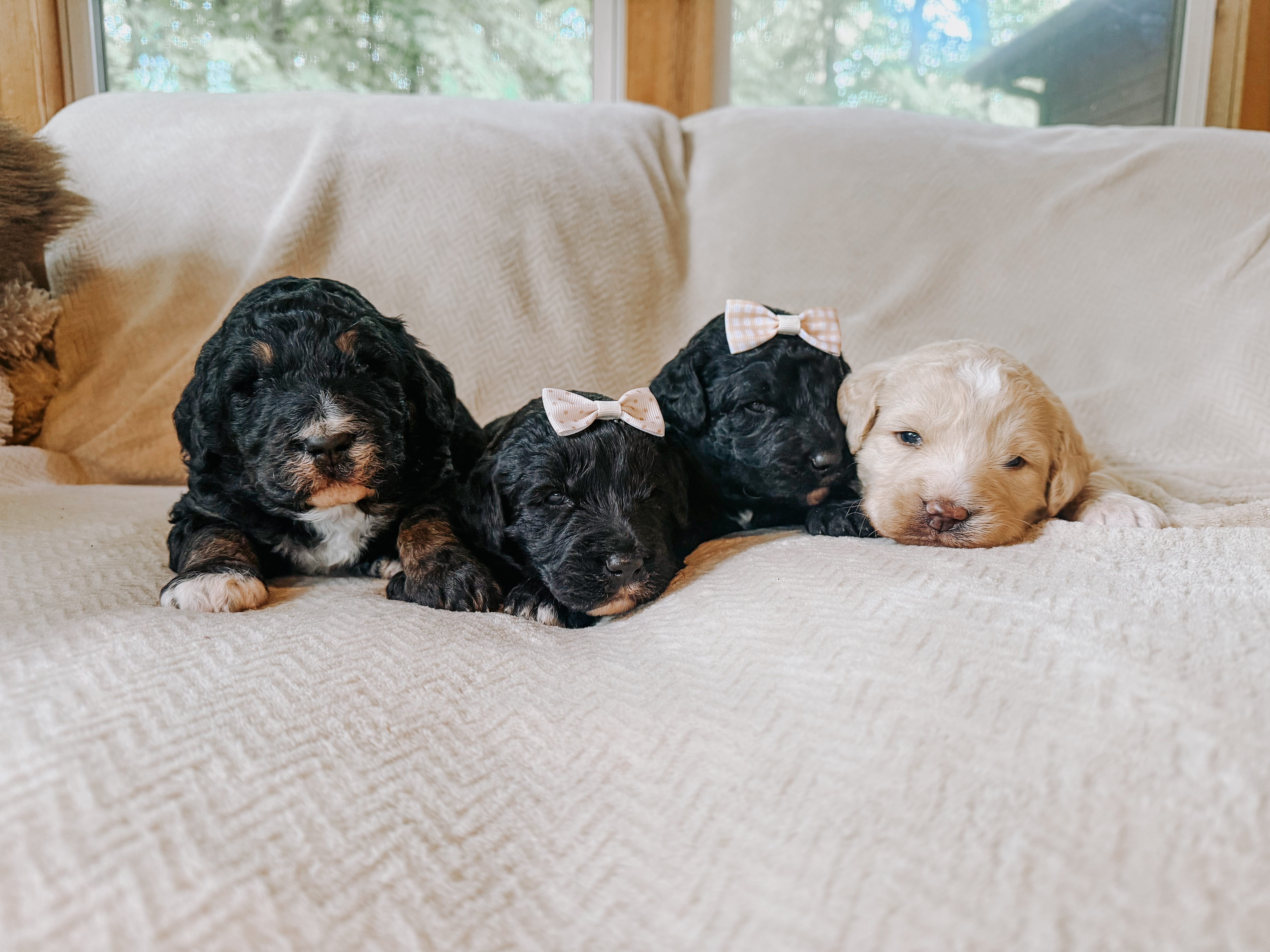 Standard F1b Saint Berdoodles