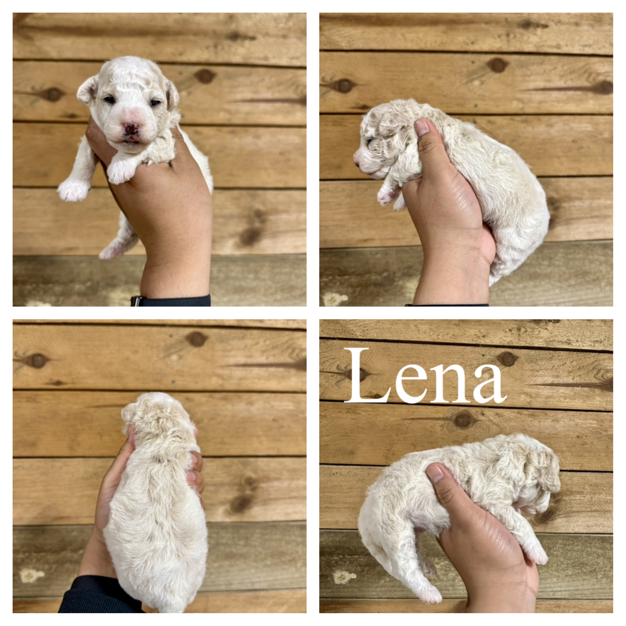 Lena 3