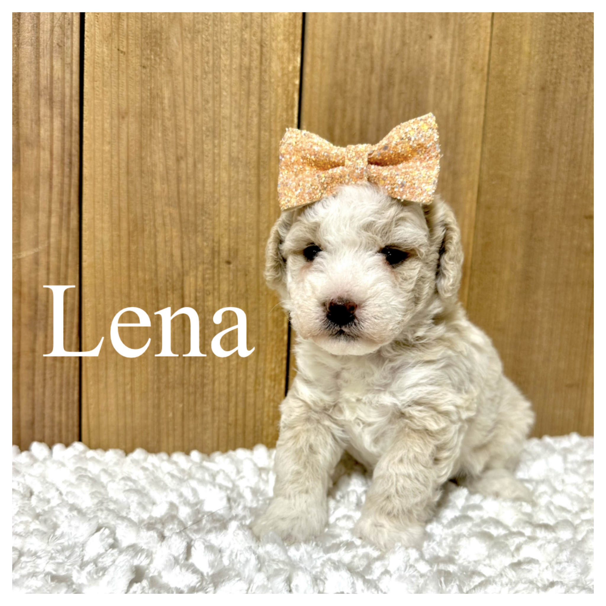 Lena 2