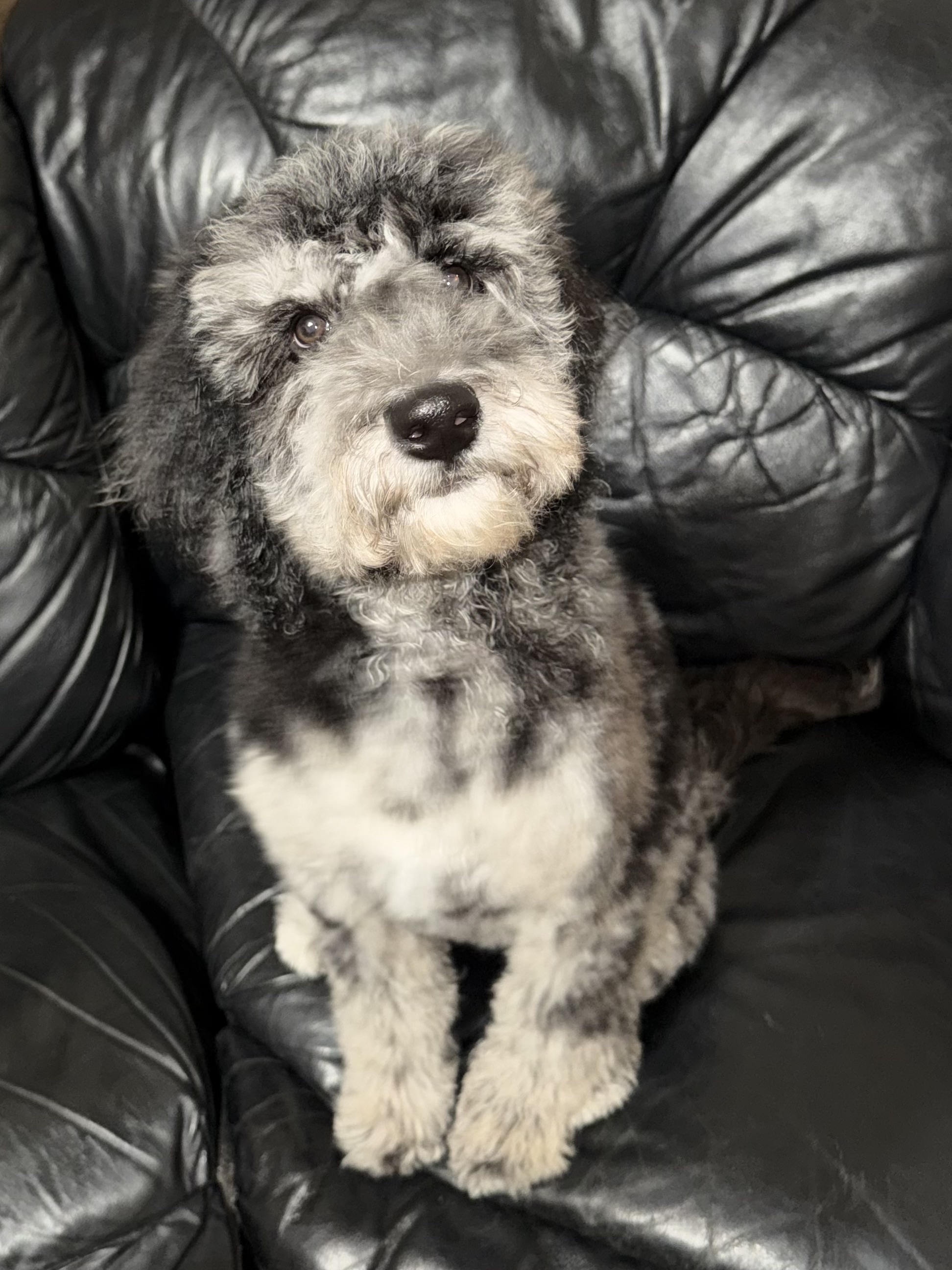Previous puppy