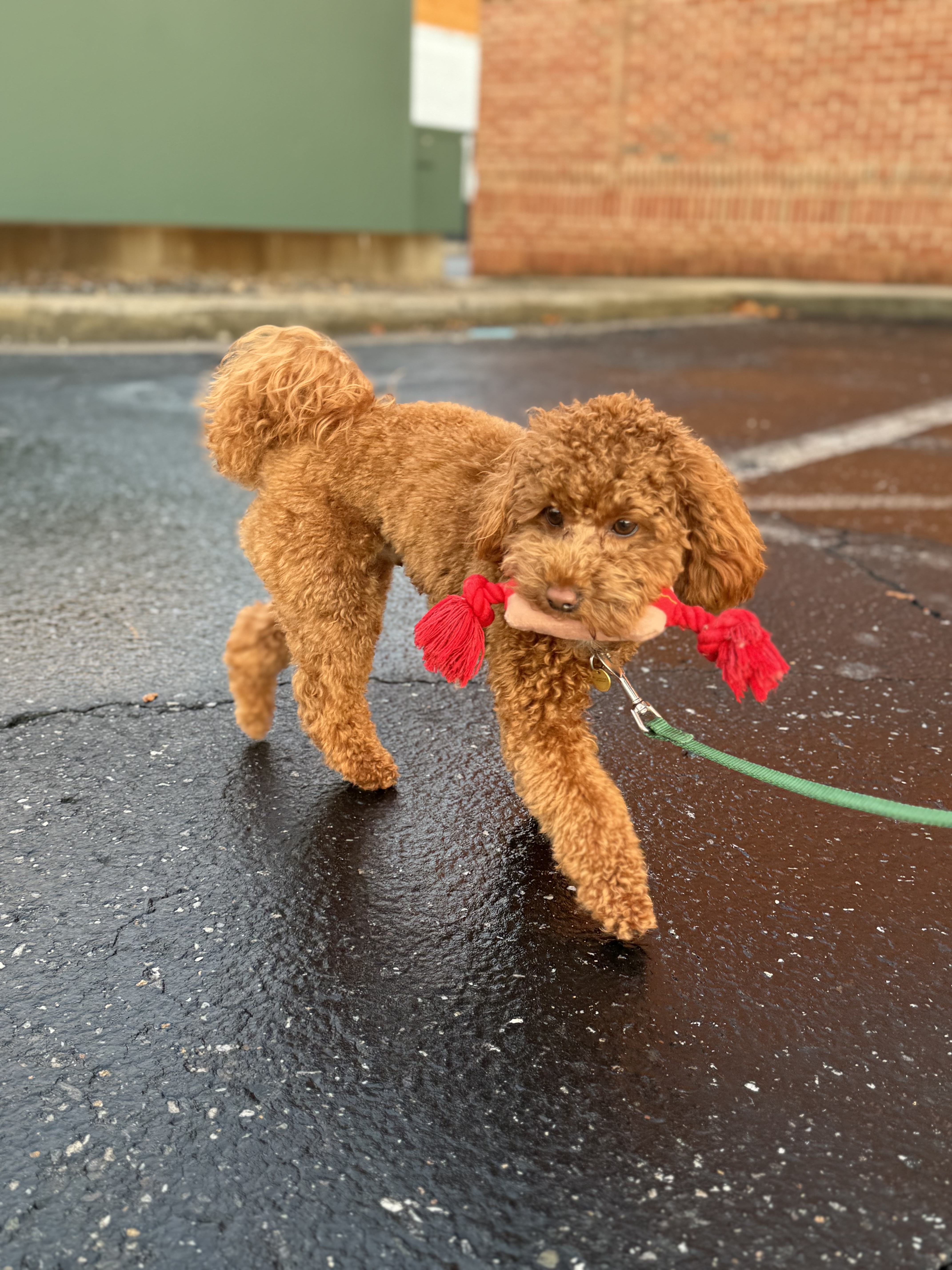 Previous puppy