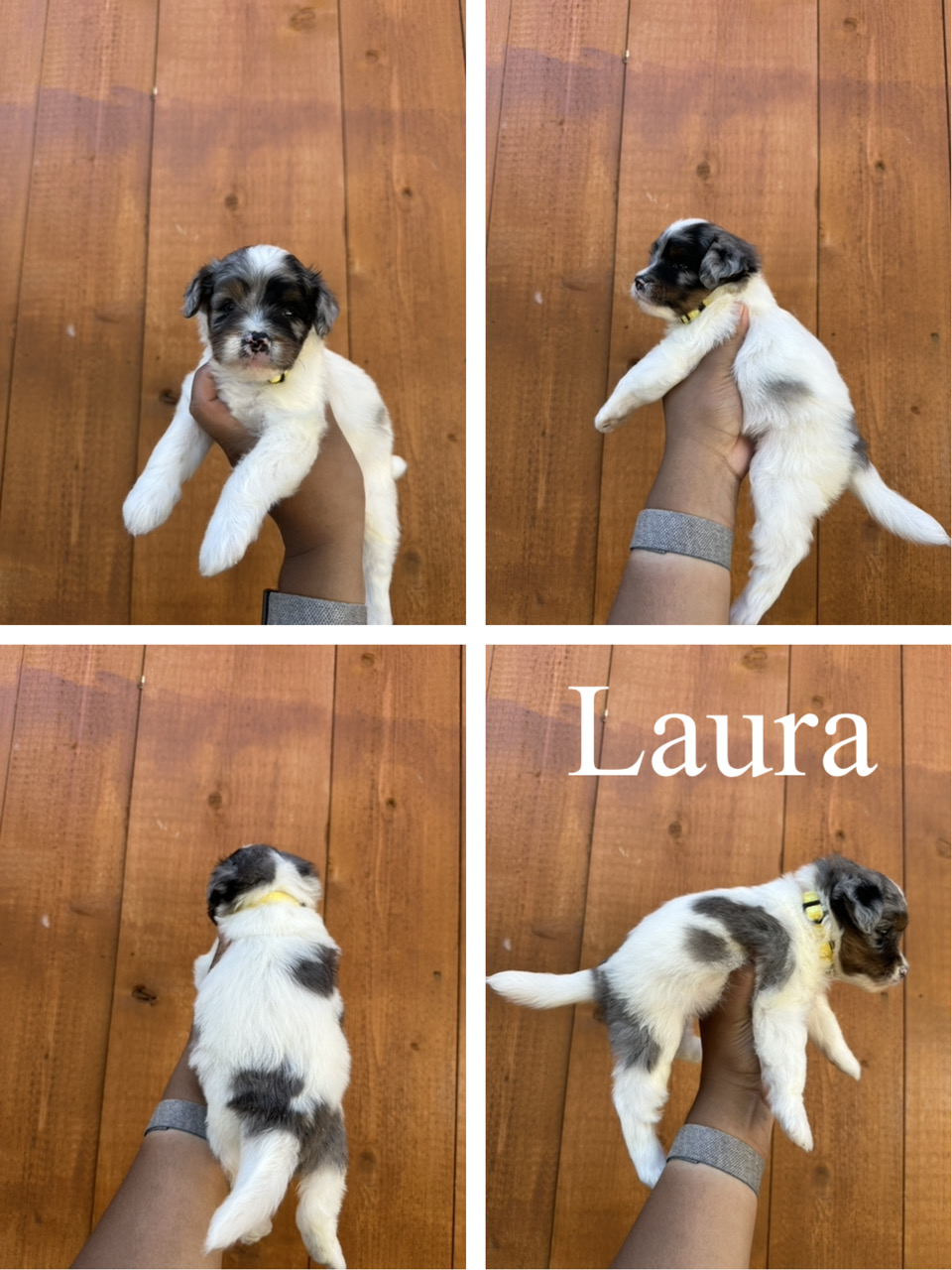 Laura (yellow collar) 3