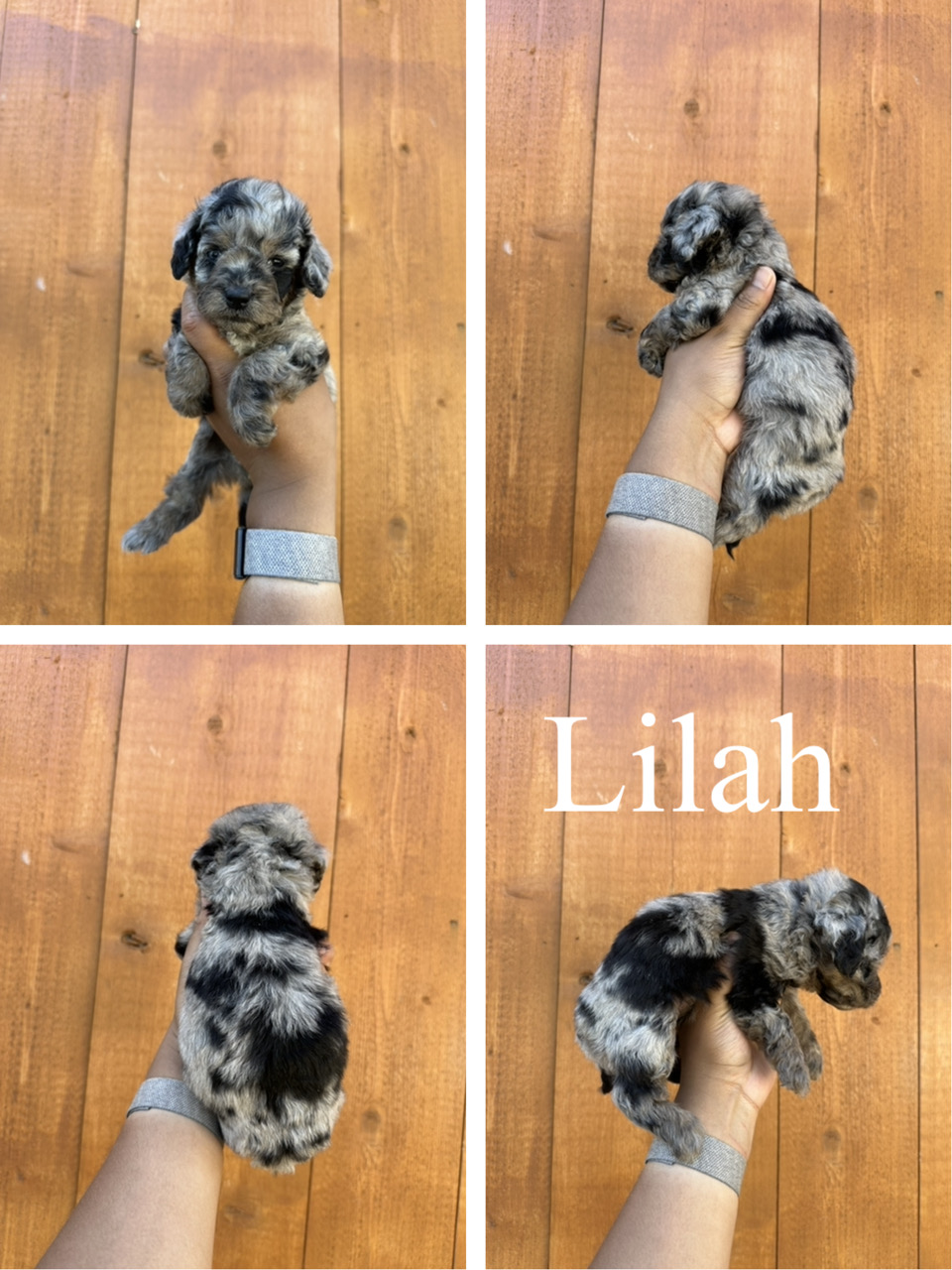 Lilah  3