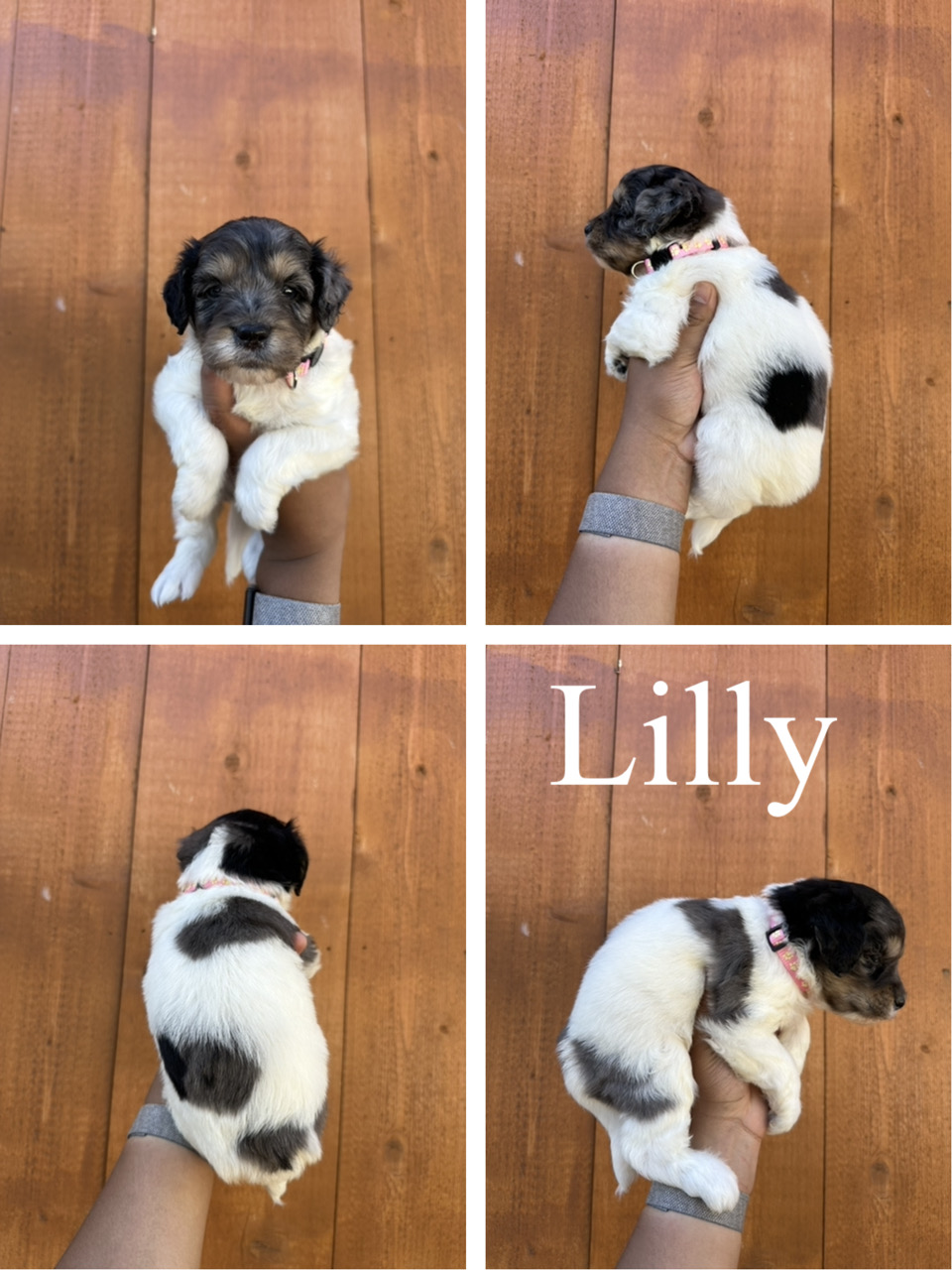 Lilly (pink collar) 3