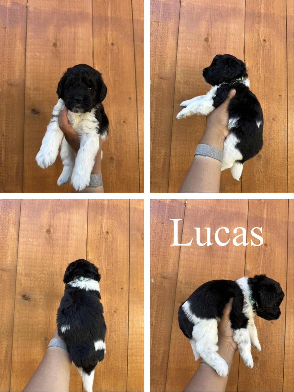 Lucas (blue collar)  3