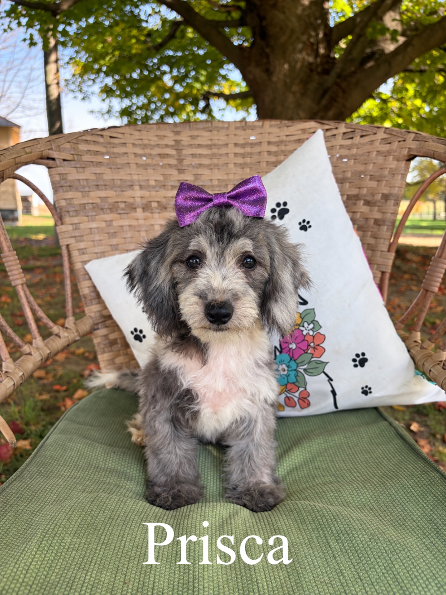 Micro Mini F1bb Goldendoodles (Poppi)