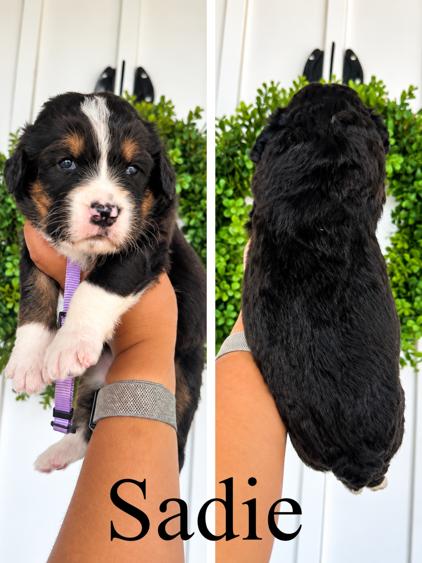 Standard F1 bernedoodles