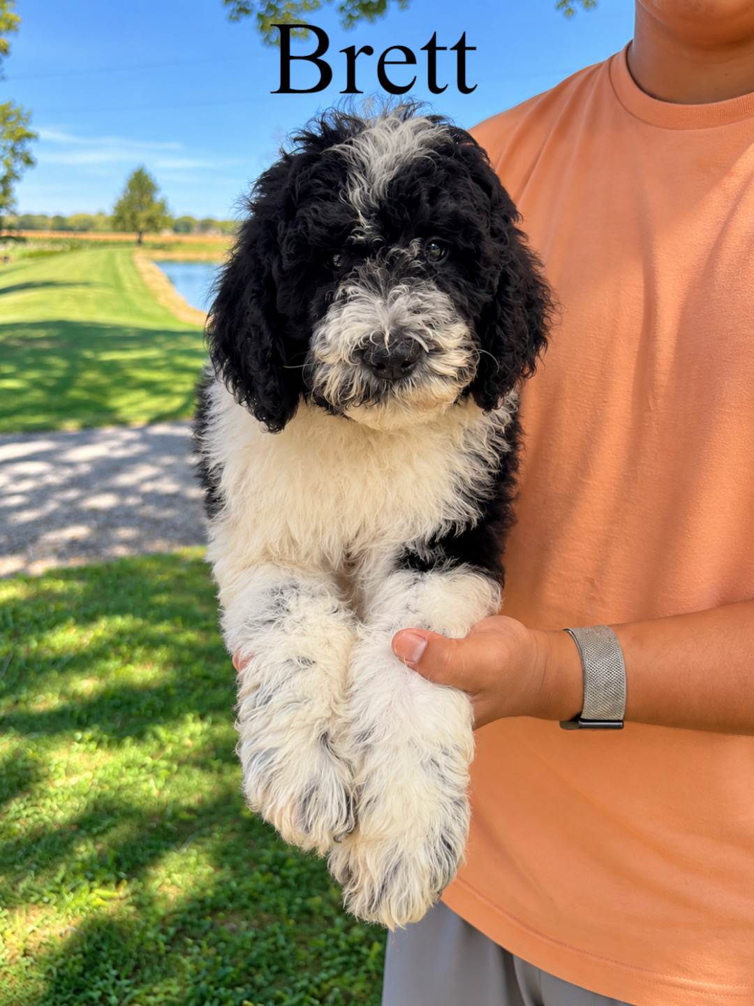 Saint Berdoodles — Blake