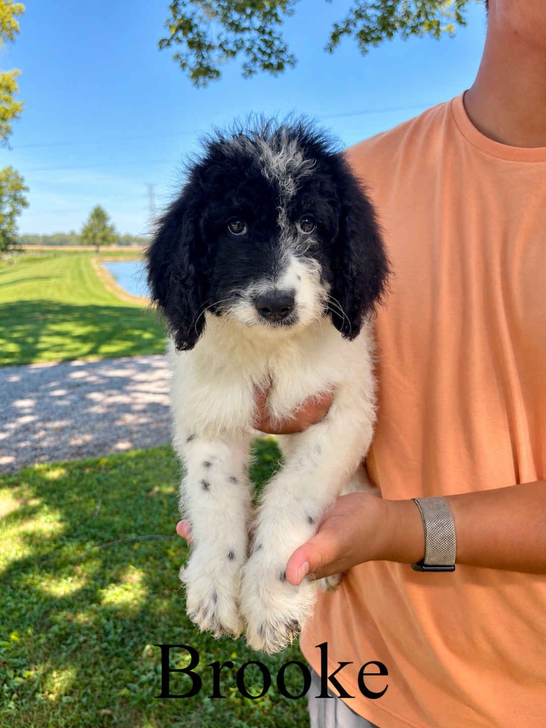 Saint Berdoodles — Blake