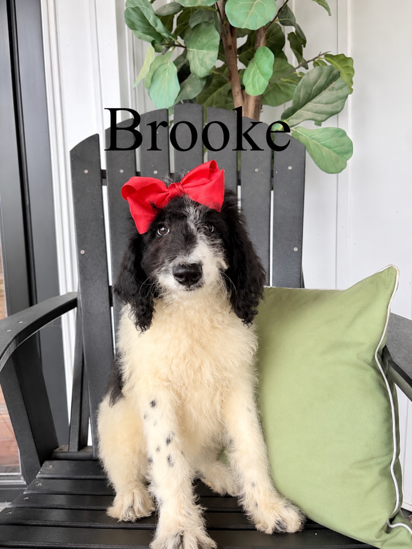 Saint Berdoodles — Blake