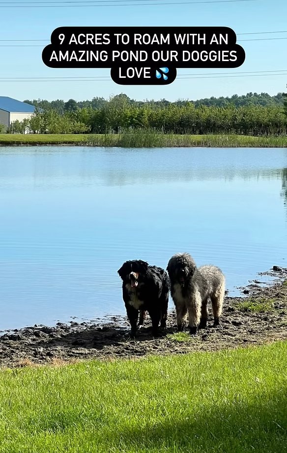 Dogs by the pond
