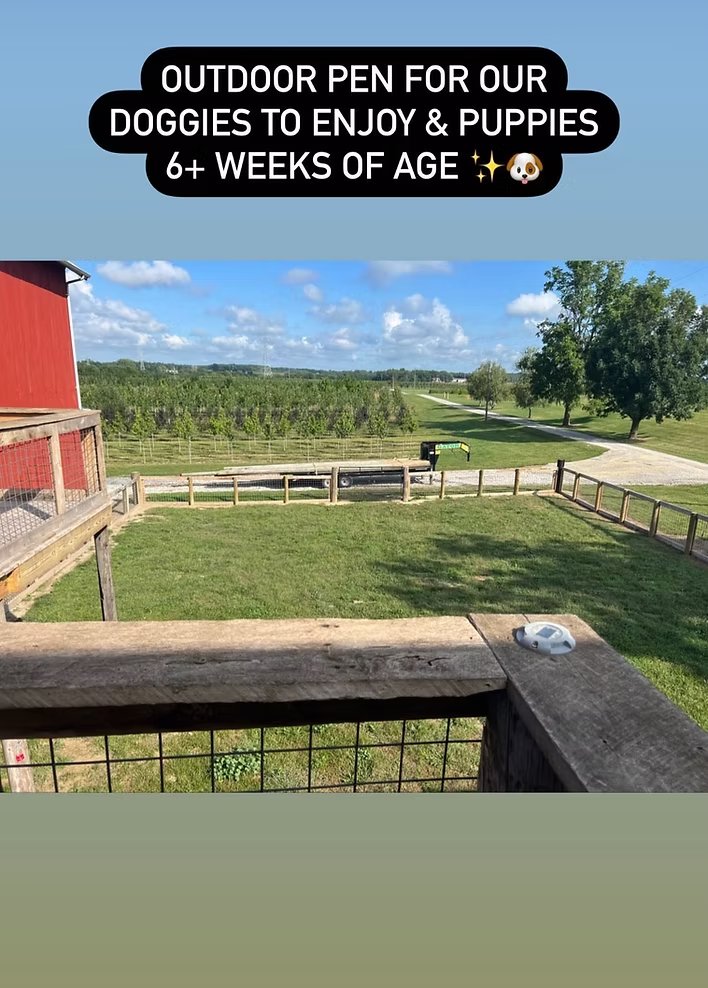 Outdoor puppy pen