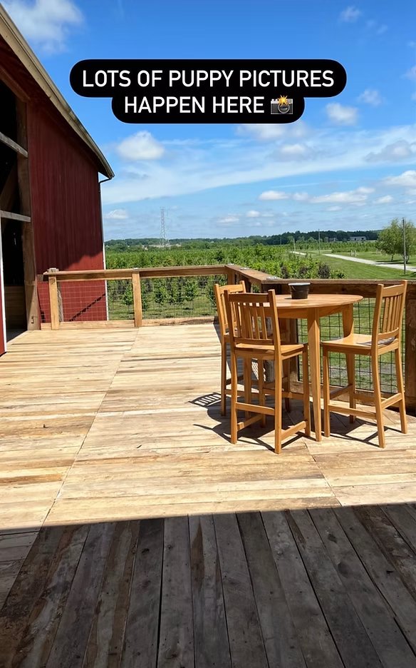 Puppy deck view