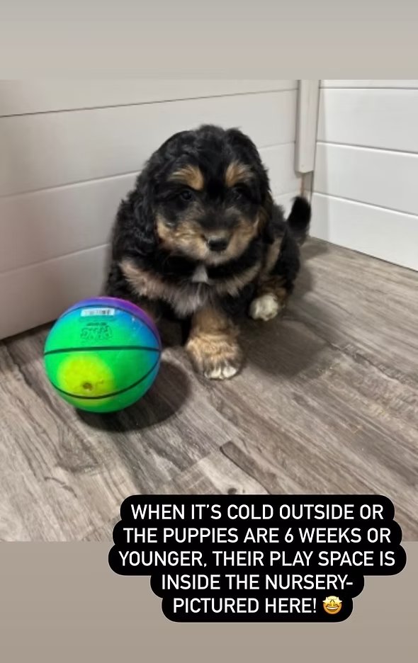 Puppy in nursery