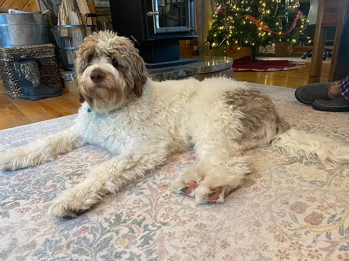 Previous puppy