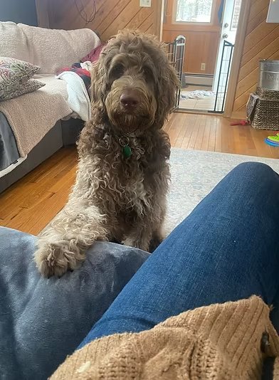 Previous puppy
