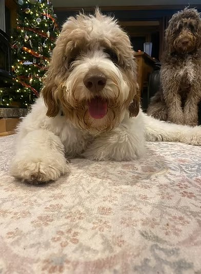 Previous puppy