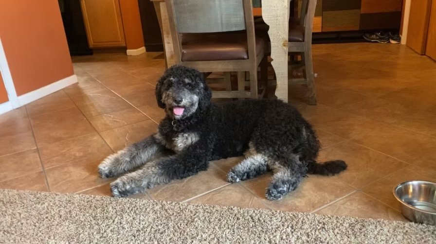 Previous puppy