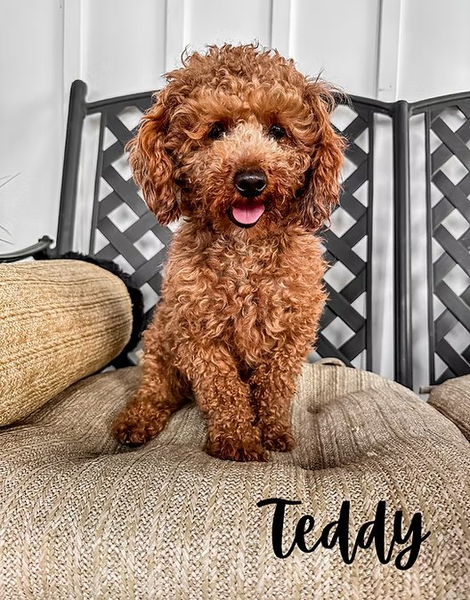 Teddy